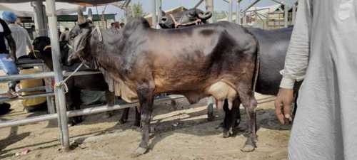 Kapila cow