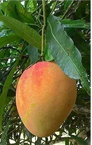 Nagpur Fresh Mango